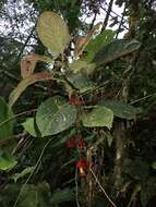 Image of Glossoloma tetragonoides (Mansf.) J. L. Clark