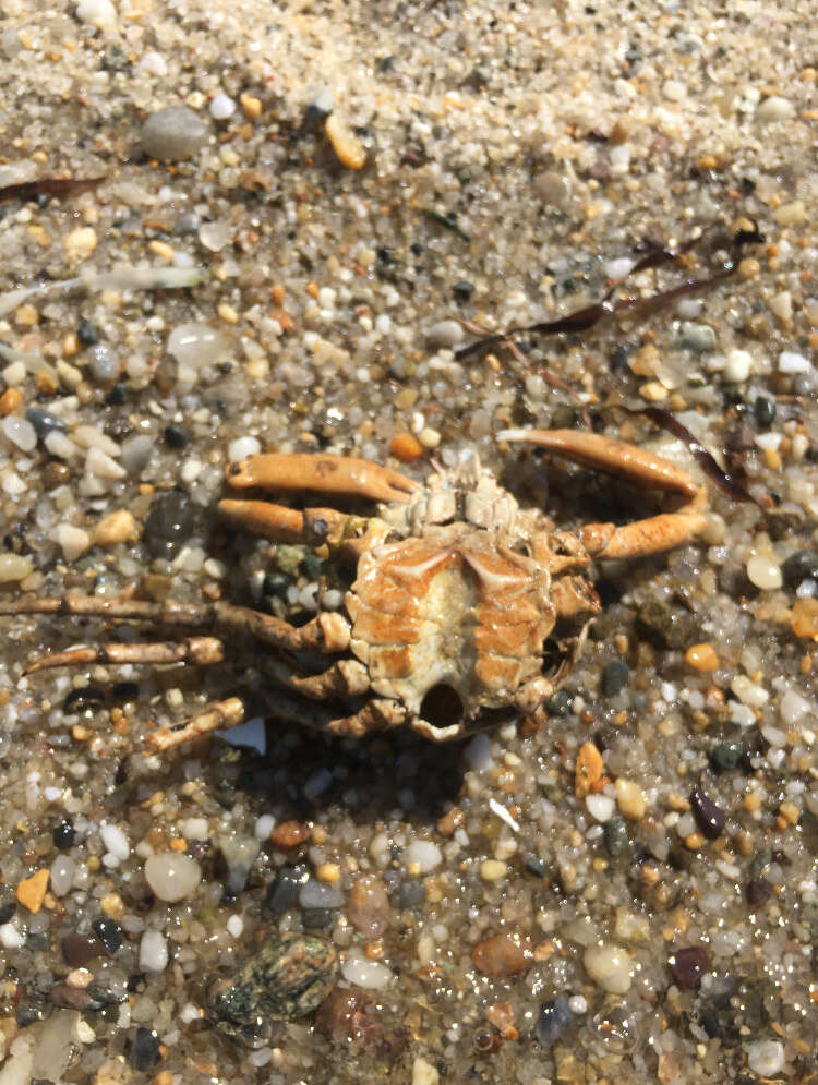 Image of doubtful spider crab