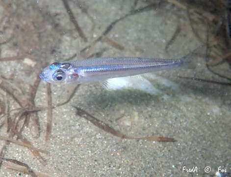 Image of Big-scale Sand Smelt