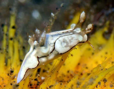 Image of Trapania caerulea Gosliner & Fahey 2008