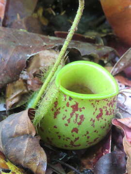 Image of Flask-Shaped Pitcher-Plant