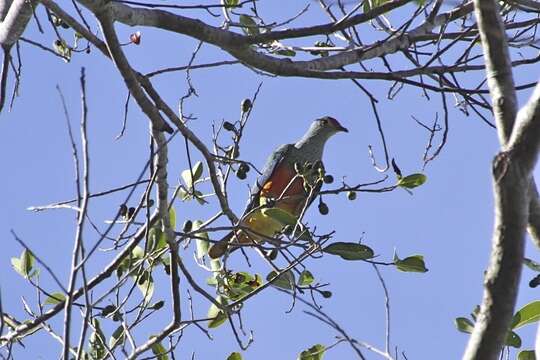 Image of Rose-crowned Fruit Dove