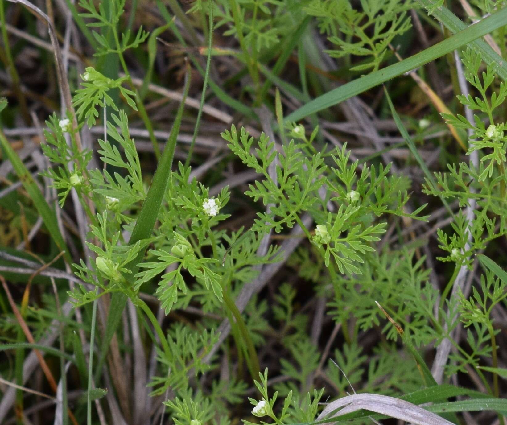 Image of hairyfruit chervil