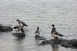 صورة Branta bernicla nigricans (Lawrence 1846)