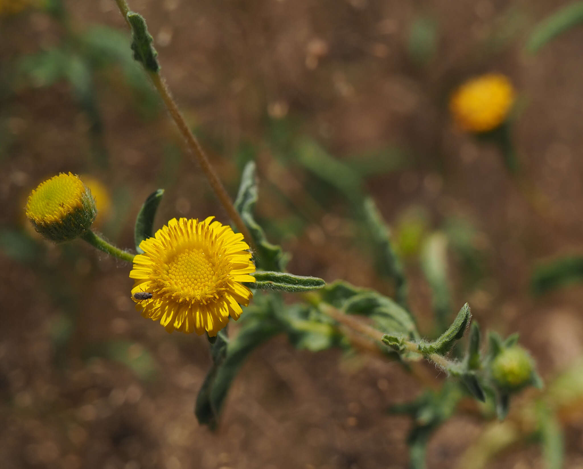 Imagem de Pulicaria arabica (L.) Cass.