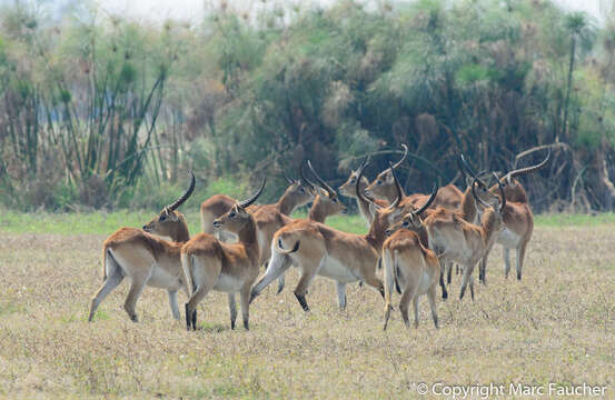 Image of Red Lechwe