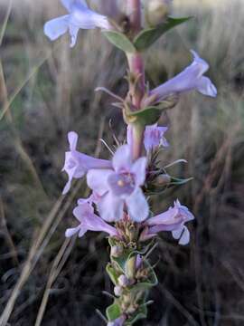 Penstemon buckleyi Pennell的圖片