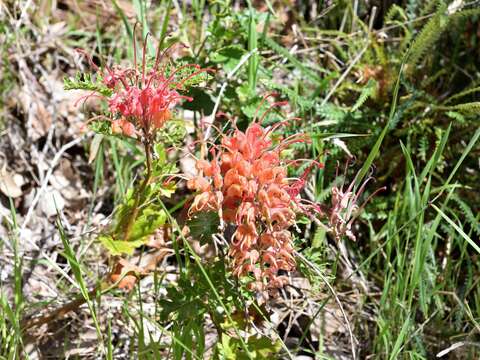 Image of Fuchsia grevillea