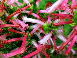 Imagem de <i>Erica <i>curviflora</i></i> var. curviflora