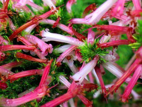 Image de Erica curviflora L.