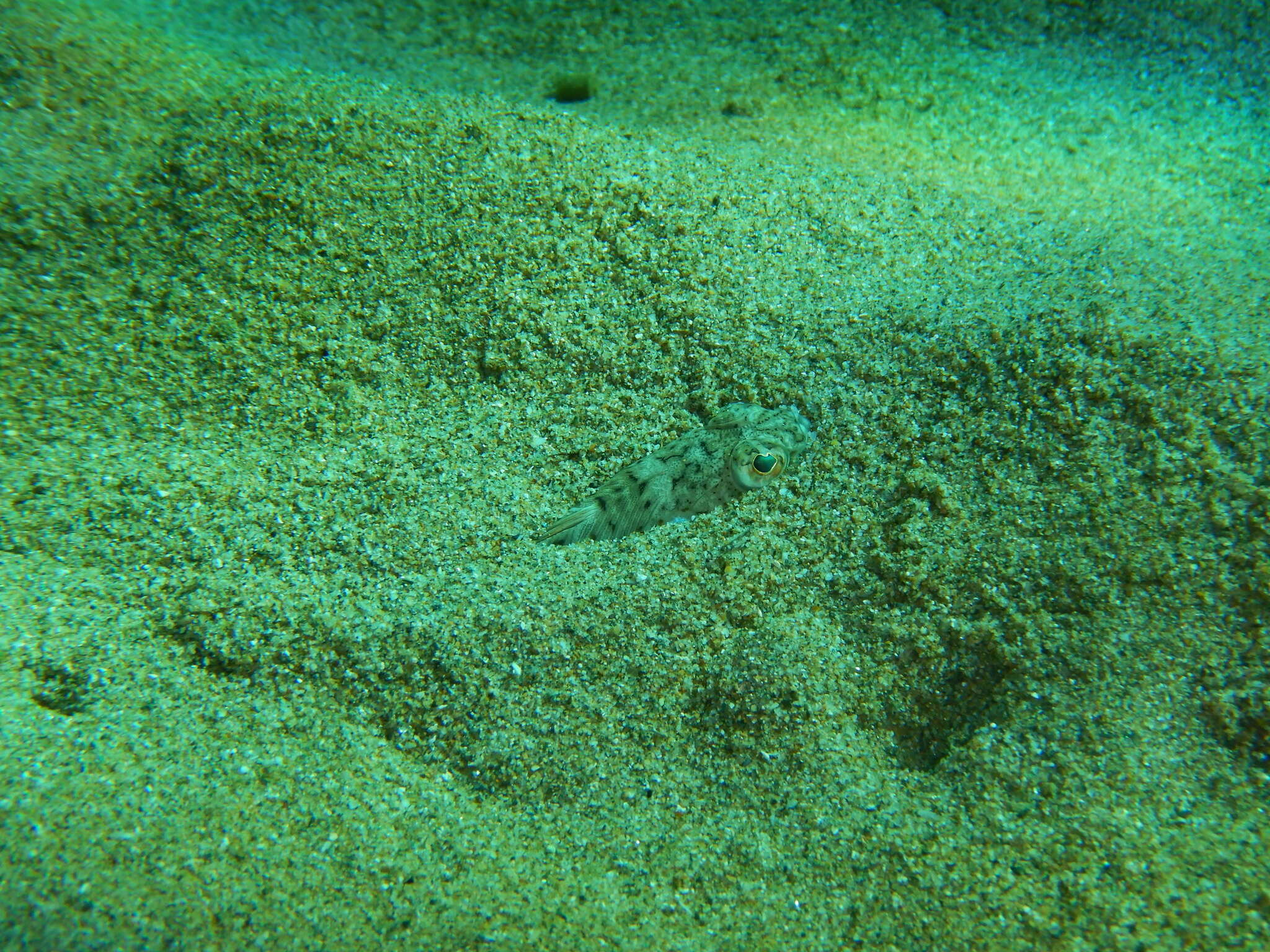 Image of weeverfishes