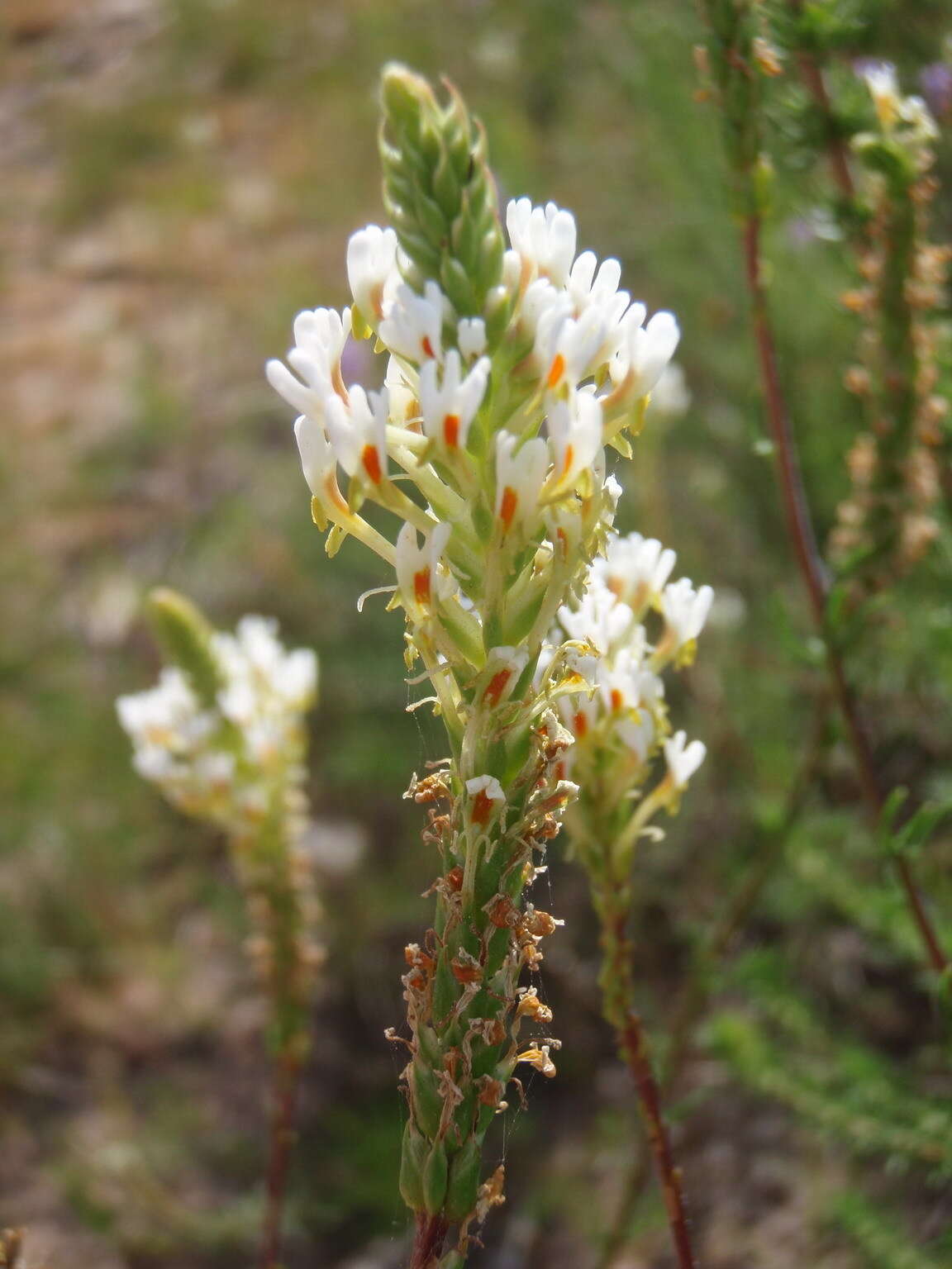 Sivun Hebenstretia integrifolia L. kuva