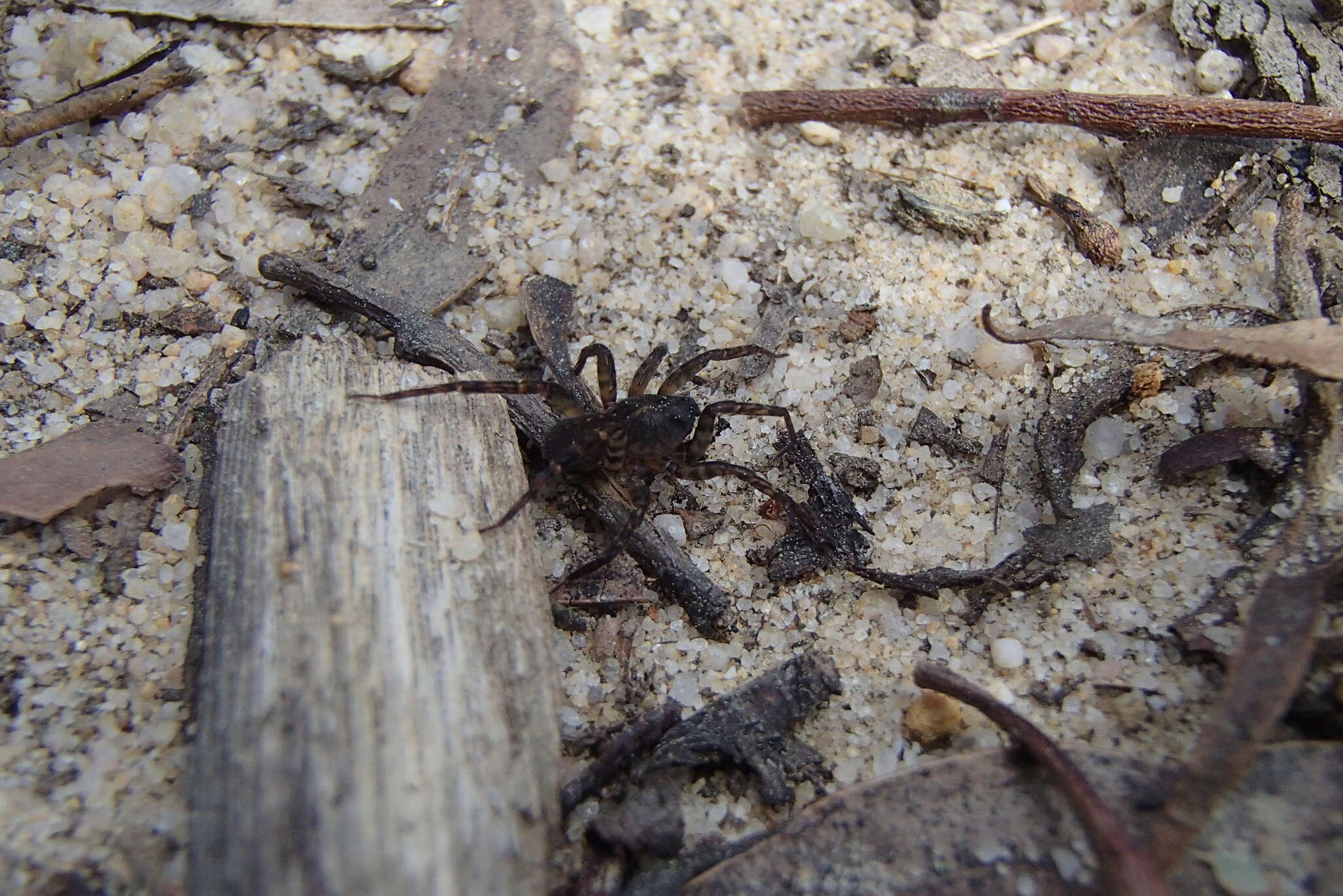 Image of Storenosoma terraneum Davies 1986