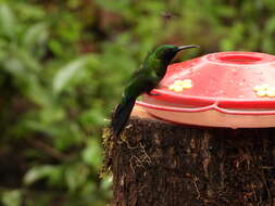 Image of Black-throated Brilliant