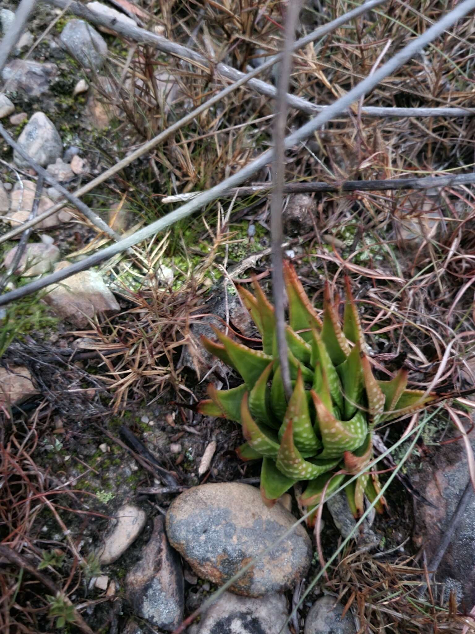 Image de Haworthia kingiana Poelln.