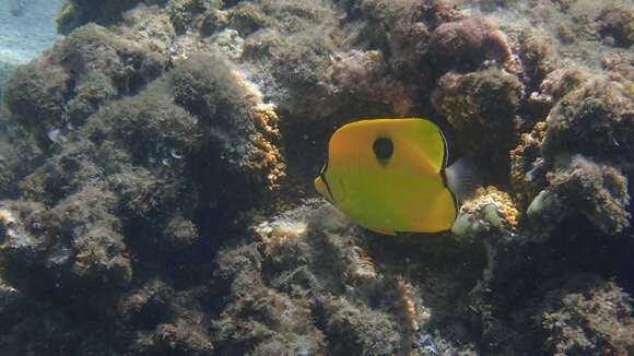 Image of Indian Teardrop Butterflyfish