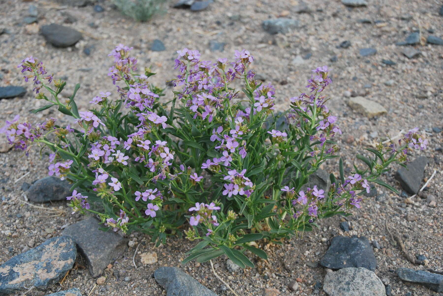 Imagem de Dontostemon elegans Maxim.