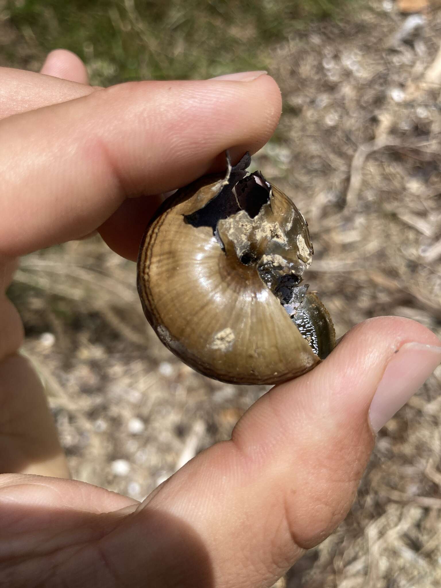 Image of Powelliphanta hochstetteri bicolor (Powell 1930)