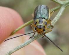 Imagem de Trirhabda sericotrachyla Blake 1931