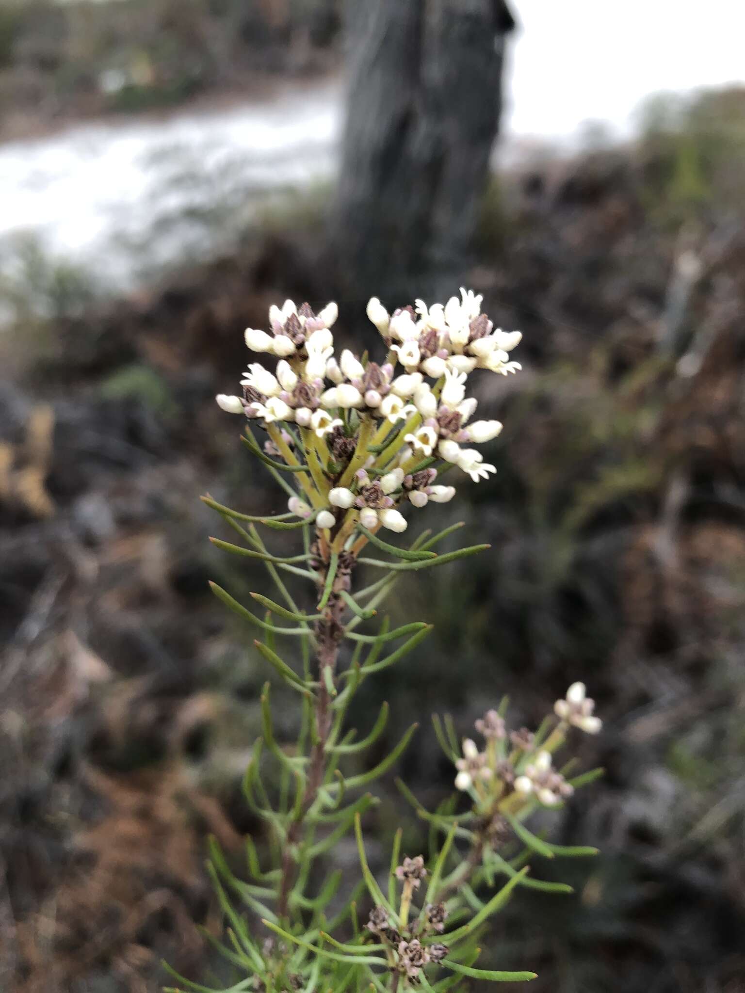 Image of Conospermum hookeri (Meissn.) E. M. Bennett