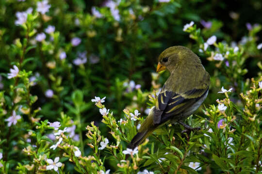 Spinus dominicensis (Bryant & H 1867)的圖片