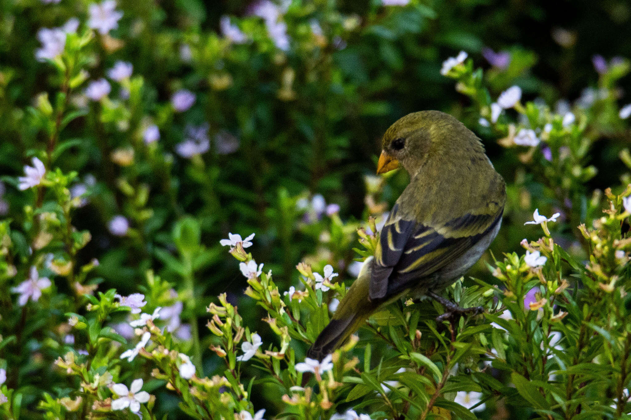 Spinus dominicensis (Bryant & H 1867)的圖片