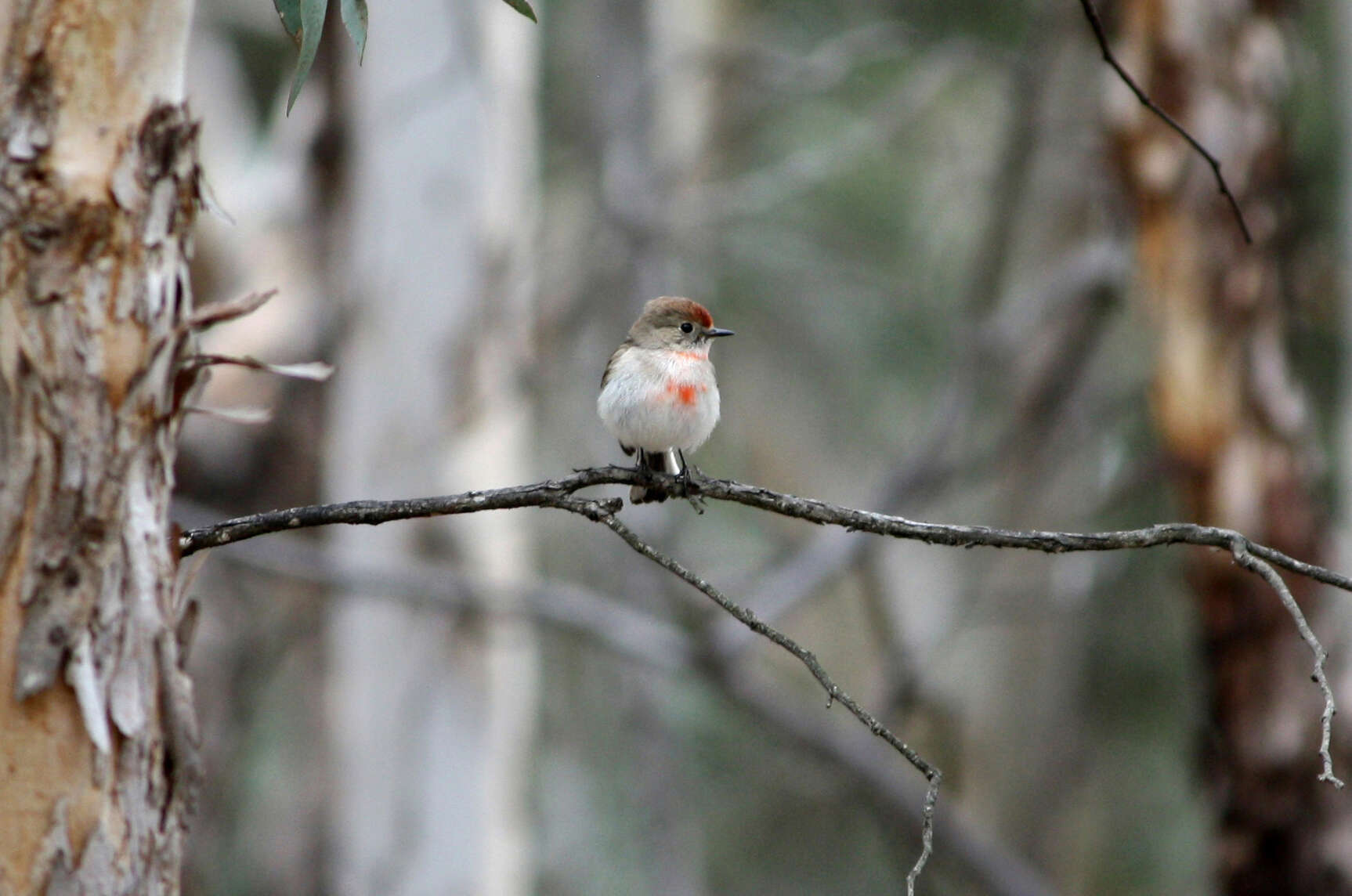 Image of Red-capped Robin