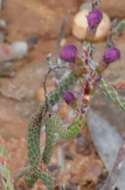 Image of Stylidium imbricatum Benth.