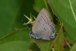 Image of <i>Satyrium <i>edwardsii</i></i> edwardsii