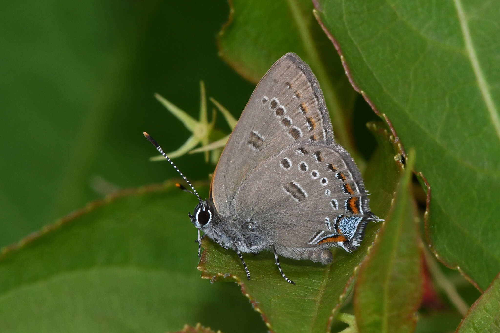 Image of <i>Satyrium <i>edwardsii</i></i> edwardsii