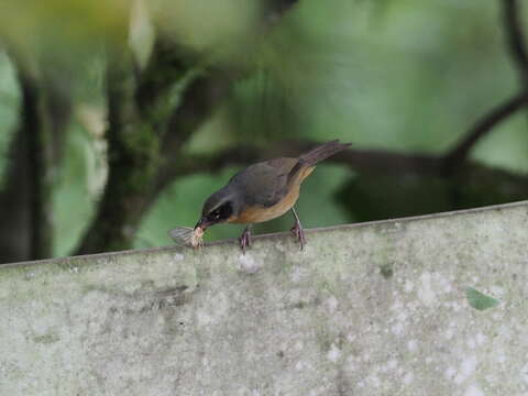 Image of Black-eared Hemispingus