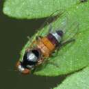 Image of Callomyia venusta Snow 1894