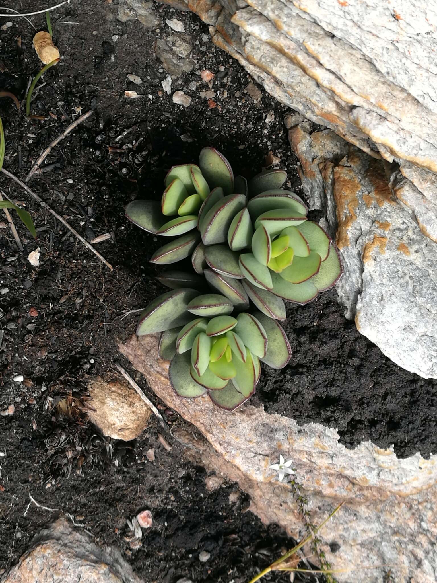 Image of Adromischus sphenophyllus C. A. Smith