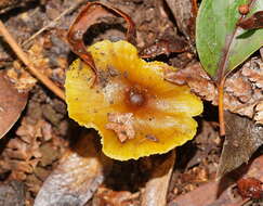 Слика од Hygrocybe xanthopoda A. M. Young 2000