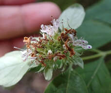 Image of hoary mountainmint