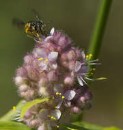 Sivun Floscopa glomerata (Willd. ex Schult. & Schult. fil.) Hassk. kuva