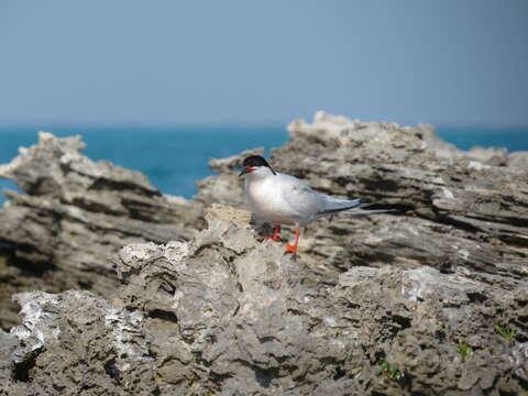 Image of Roseate Tern