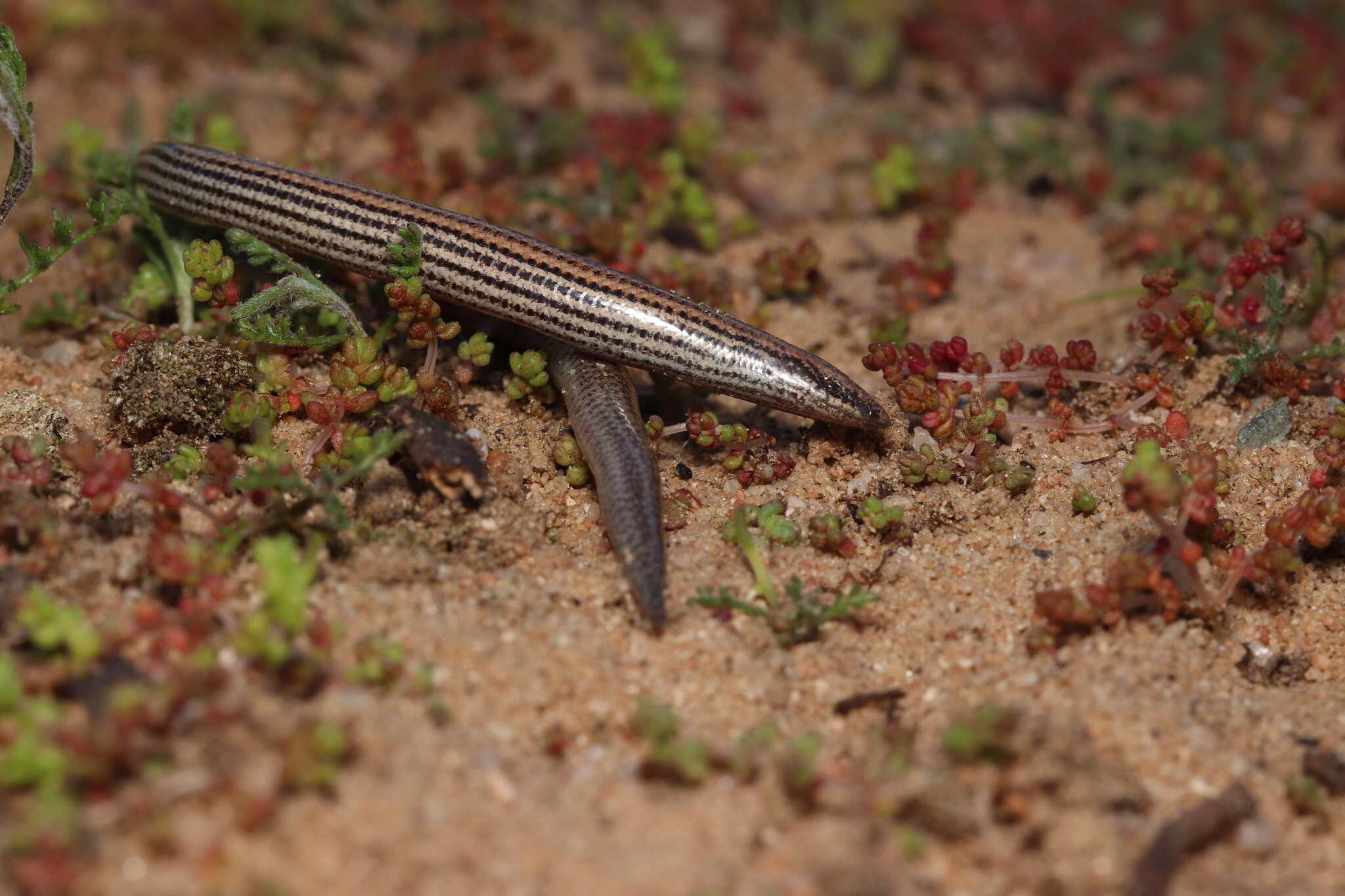 Sivun Scelotes bipes (Linnaeus 1766) kuva