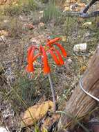 Image of Cyrtanthus angustifolius (L. fil.) Aiton