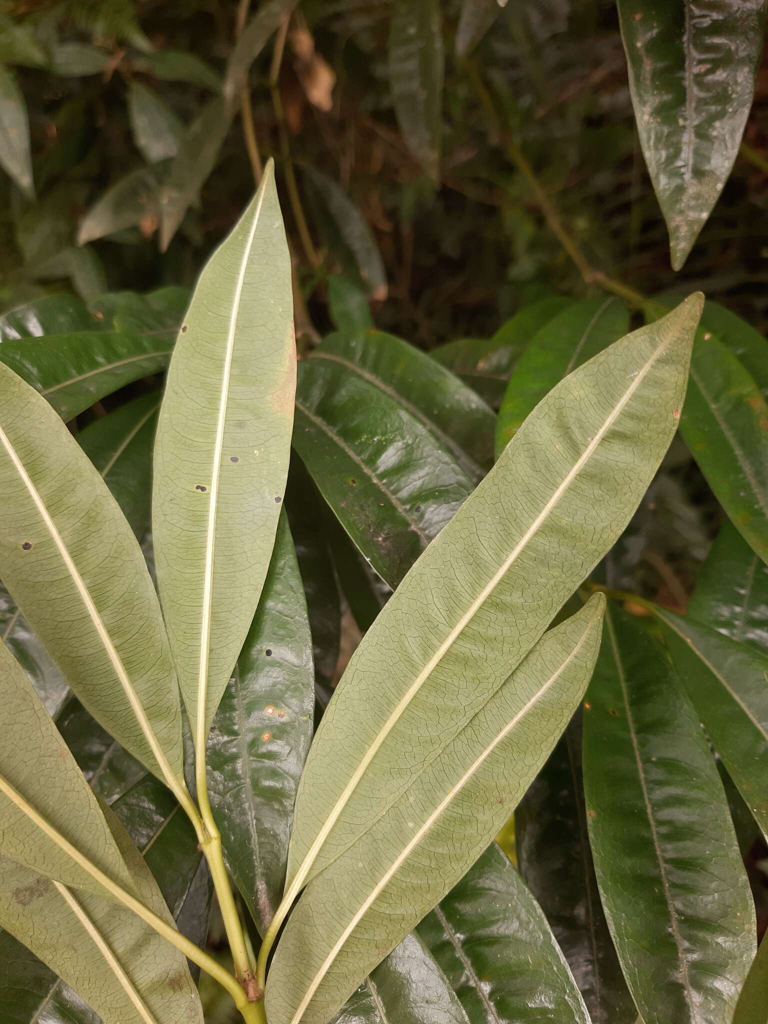 Image of Palicourea sessilis (Vell.) C. M. Taylor