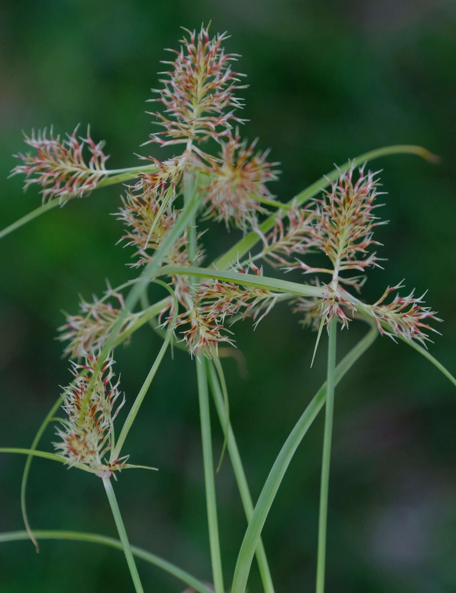 Sivun Cyperus decurvatus (C. B. Clarke) C. Archer & Goetgh. kuva