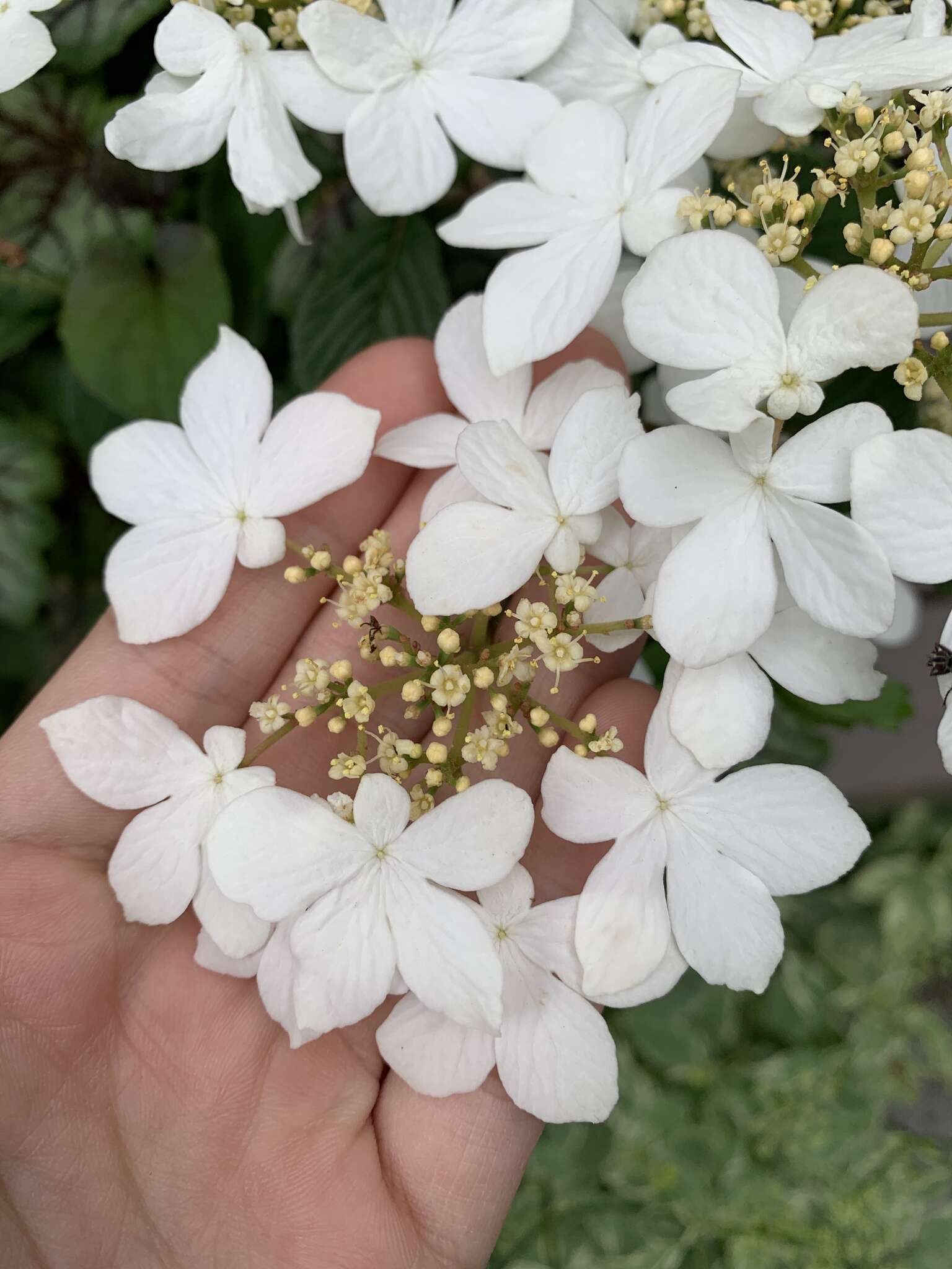 Image of Viburnum plicatum var. tomentosum (Thunb. ex Murray) Miq.