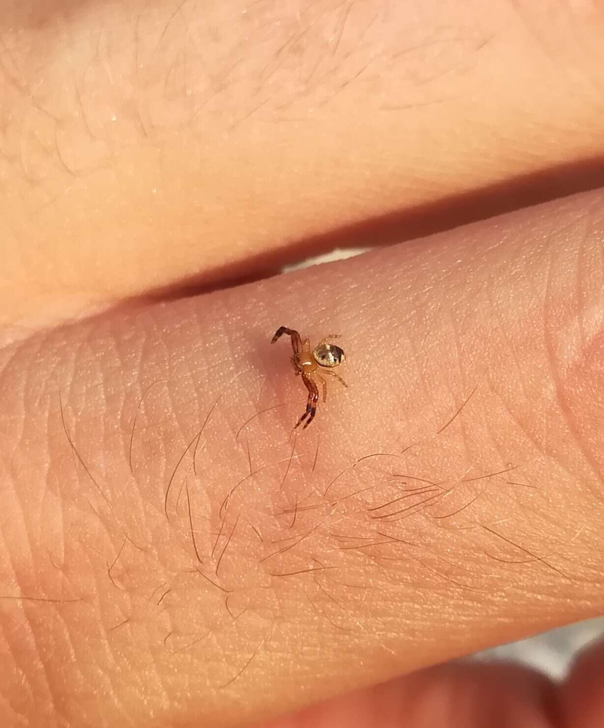 Image of Shiny crab-spider