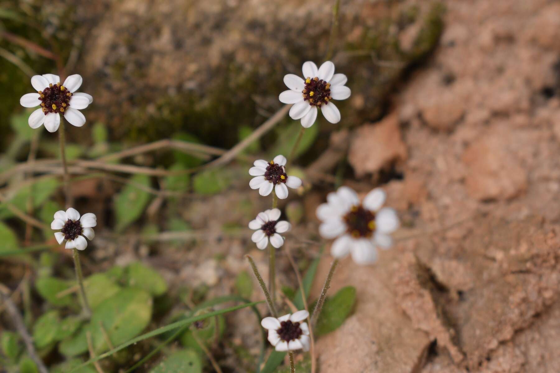 Image of Felicia cymbalariae (Ait.) H. Bol. & Wolley-Dod ex Adamson & Salter