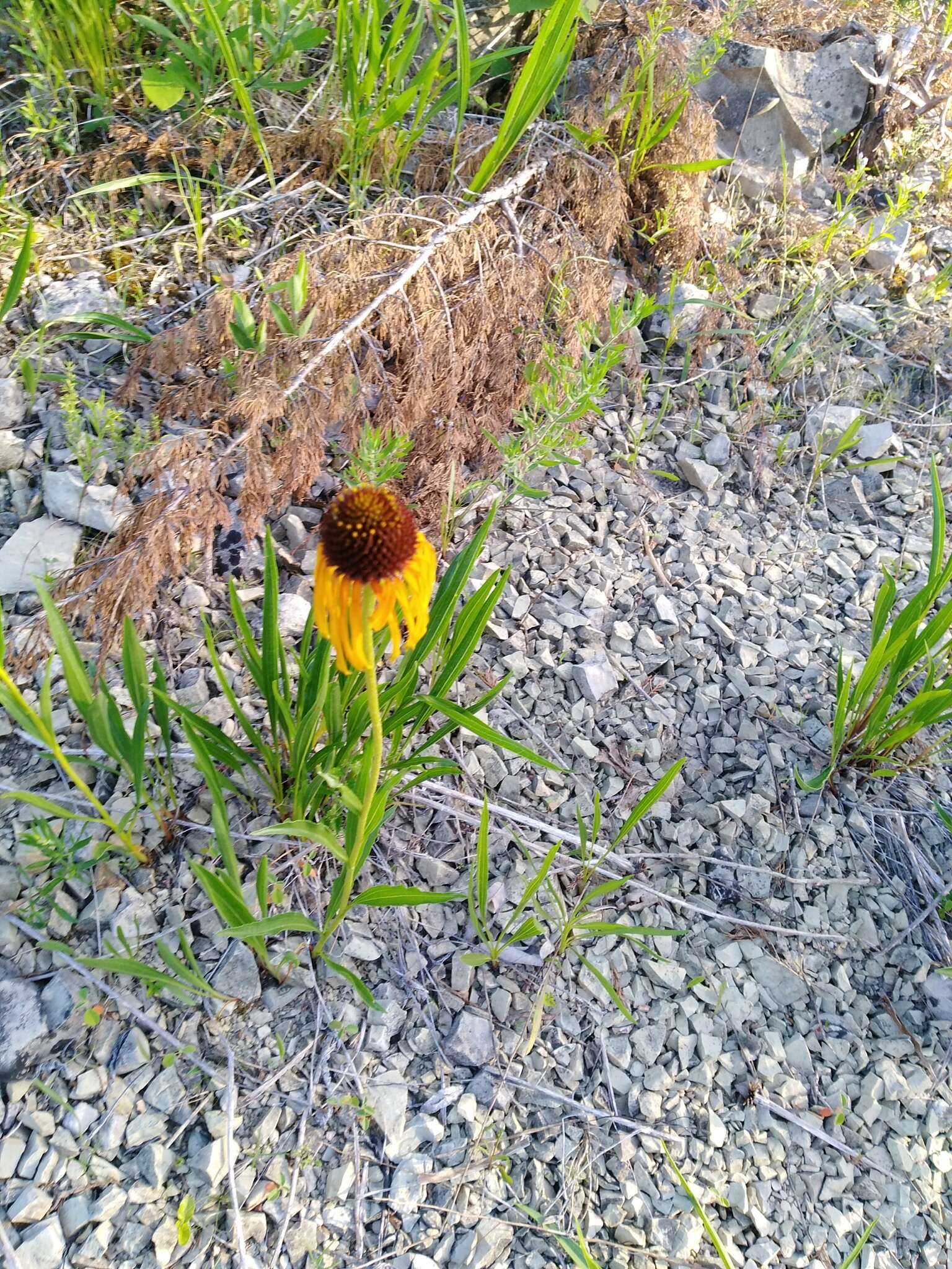 صورة <i>Echinacea <i>paradoxa</i></i> var. paradoxa