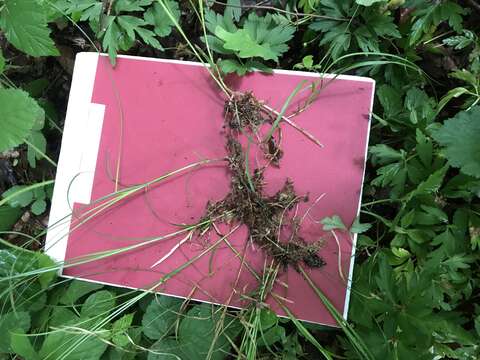 Image of quaking-grass sedge