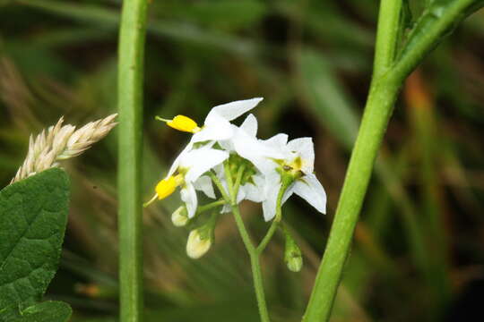 Image of forked nightshade