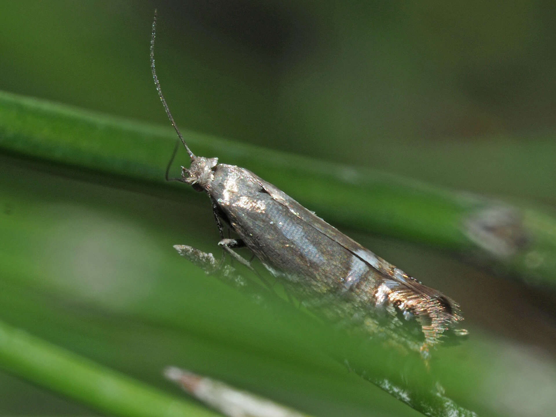 Слика од Glyphipterix thrasonella Scopoli 1763