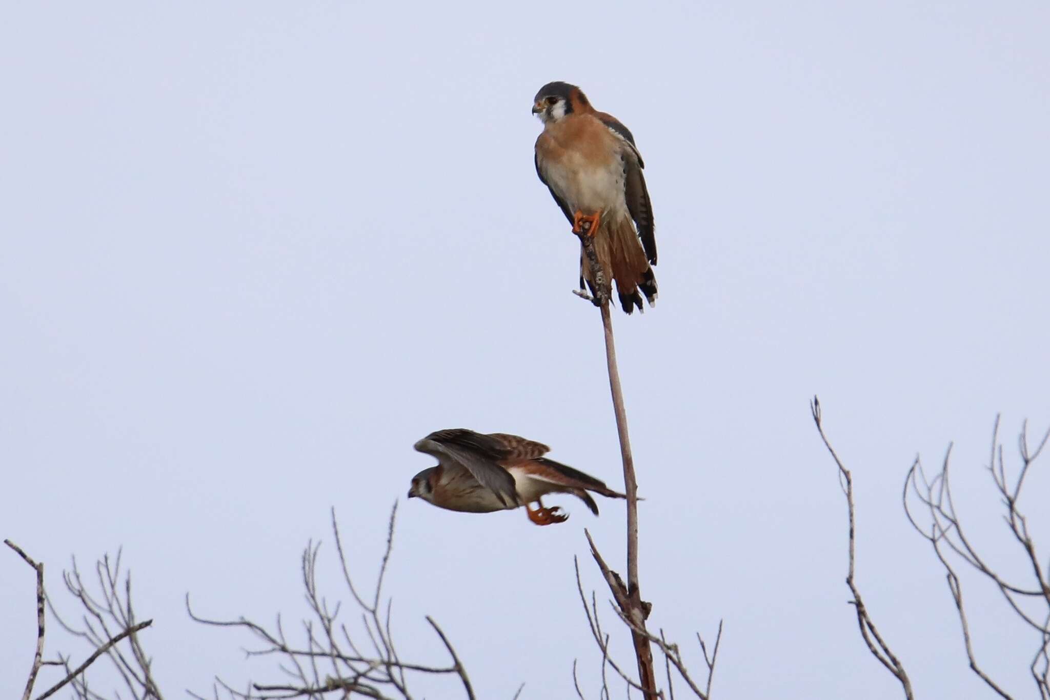 Image of Falco sparverius dominicensis Gmelin & JF 1788