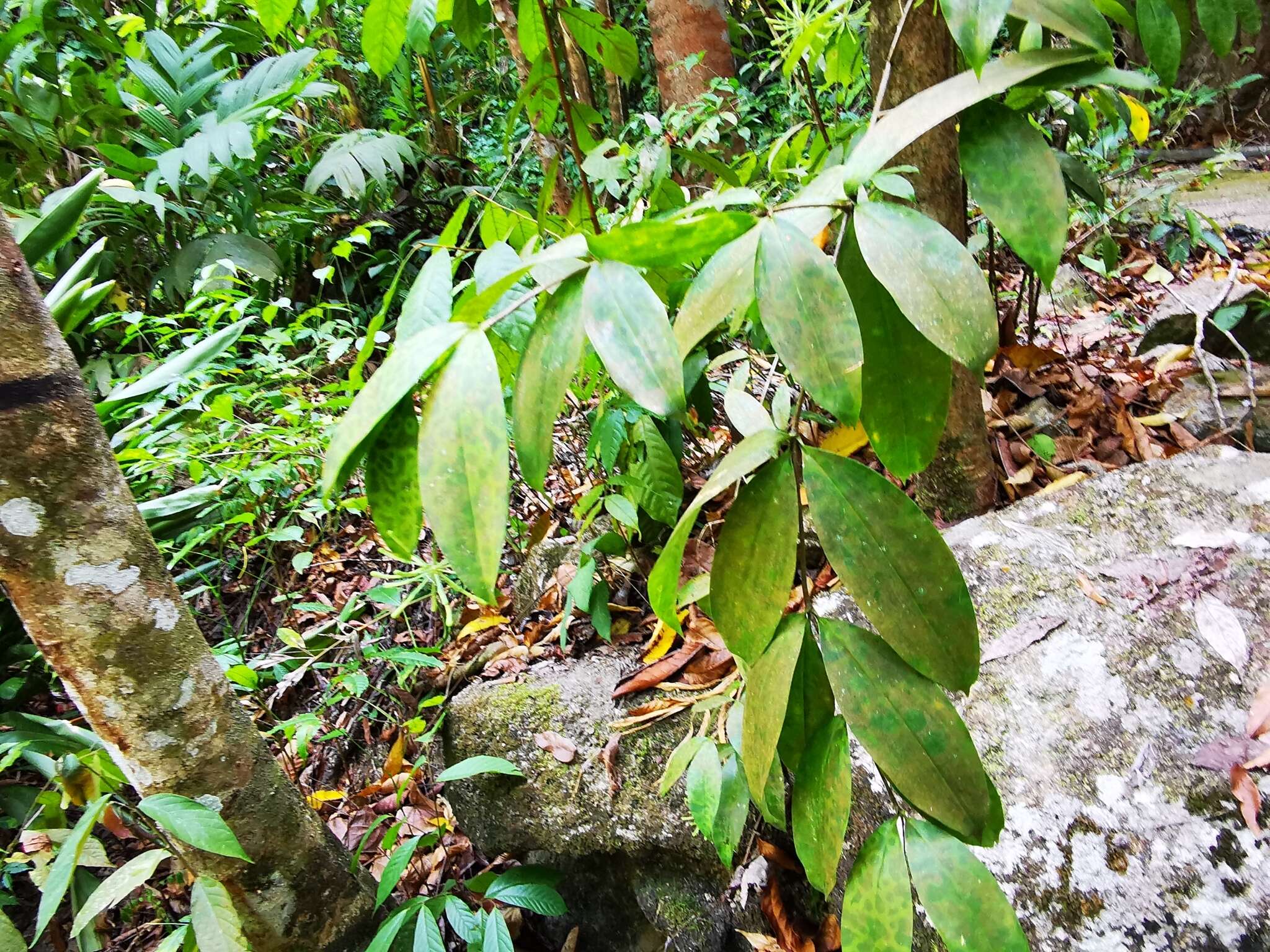 Image of gold dust dracaena